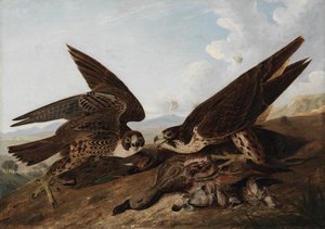 Peregrine Şahinleri by John James Audubon