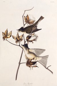 Pewit Sinekkapan. Amerika Kuşları, 1827-1838