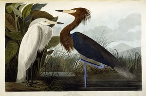Mor Balıkçıl, c.1835 by John James Audubon