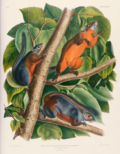 Kızıl Karınlı Sincap by John James Audubon