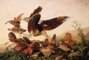 Kızıl Omuzlu Şahin Bobbeyaz Kekliklere Saldırıyor, 1827 by John James Audubon