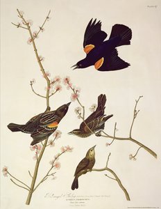Robert Havell (1793-1878) tarafından oyulmuş 'Amerika Kuşları'ndan kırmızı kanatlı Starling, 1820'de yayınlandı by John James Audubon