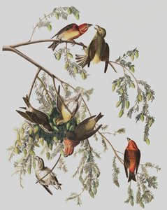 Red Crossbill, Loxia Curvirostra, John J. Audubon tarafından yazılan "The Birds of America"dan, pub. 1827-38 by John James Audubon