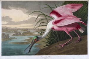 Pembe kaşıkçı. yetişkin erkek by John James Audubon