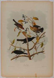  by John James Audubon