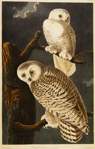 kar baykuşu by John James Audubon