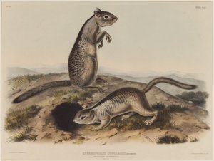 Spermophilus Douglassii (İki Douglas Sincabı) by John James Audubon