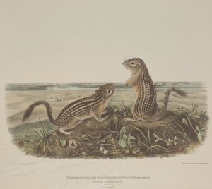 Spermophilus Tridecemlineatus (İki Leopar Sincap) by John James Audubon