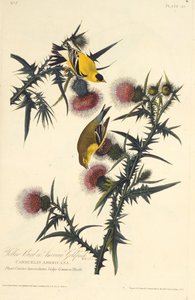 Amerikan sakası. Amerika Kuşları, 1827-1838