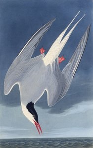 Arktik sumru. Amerika Kuşları, 1827-1838