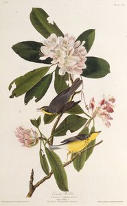 Kanada ötleğen. Amerika Kuşları, 1827-1838