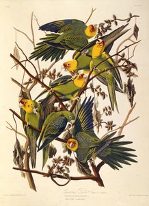 Carolina muhabbet kuşu, The Birds of America, 1827-1838