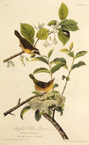 Maryland Sarı Boğaz. Amerika Kuşları, 1827-1838