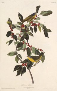 Nashville ötleğen. Amerika Kuşları, 1827-1838