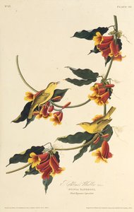 Rathbone Warbler. Amerika Kuşları, 1827-1838