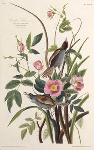 Deniz Kenarı Finch. Amerika Kuşları, 1827-1838