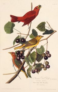 Yaz Kırmızı Kuşu. Amerika Kuşları, 1827-1838