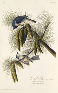 Kara tepeli baştankara. Amerika Kuşları, 1827-1838