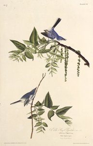 Mavi-gri sivrisinek avcısı. Amerika Kuşları, 1827-1838