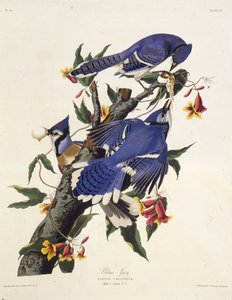 Mavi alakarga. Amerika Kuşları, 1827-1838