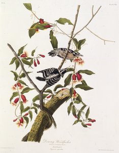 Tüylü ağaçkakan. Amerika Kuşları, 1827-1838