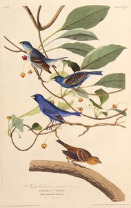 İndigokuşlar. Amerika Kuşları, 1827-1838