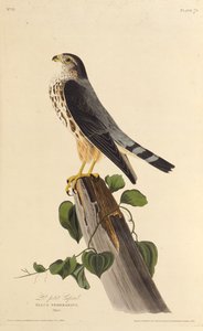 Merlin. Amerika Kuşları, 1827-1838