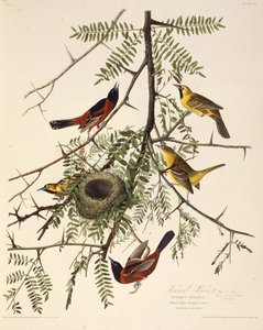Meyve bahçesi sarısı. Amerika Kuşları, 1827-1838