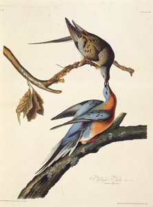 Yolcu güvercini. Amerika Kuşları, 1827-1838
