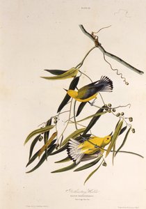 Protonoter ötleğen. Amerika Kuşları, 1827-1838