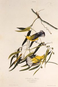 Protonoter ötleğen. Amerika Kuşları, 1827-1838