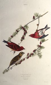 Mor ispinoz. Amerika Kuşları, 1827-1838