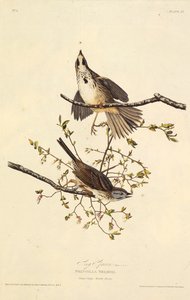 Şarkı serçe. Amerika Kuşları, 1827-1838