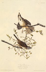 Şarkı serçe. Amerika Kuşları, 1827-1838