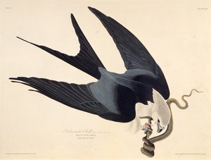 Kırlangıç kuyruklu uçurtma. Amerika Kuşları, 1827-1838