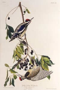 Sarı karınlı sapık. Amerika Kuşları, 1827-1838