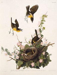 Sarı göğüslü sohbet. Amerika Kuşları, 1827-1838