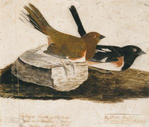  by John James Audubon