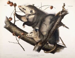 Virginian Opossum, 1845 by John James Audubon