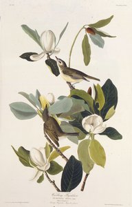 Savaşan Sinekkapan. Amerika Kuşları, 1827-1838