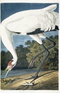 Boğmaca Turna, Yetişkin Erkek, 1834 by John James Audubon