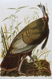 Birds of America