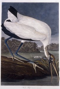 Ahşap Ibis by John James Audubon