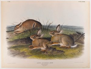 solucan ahşap tavşan by John James Audubon