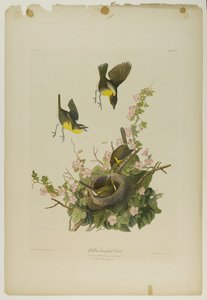 Sarı göğüslü Sohbet, Julien Bien tarafından basıldı ve Roe Lockwood & Son tarafından yayınlandı, 1861 (kromolitograf) by John James Audubon