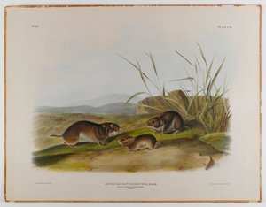 Sarı yanaklı çayır faresi by John James Audubon