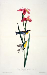 Birds of America