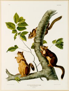 Douglas Squirrel, The Viviparous Quadrupeds of North America, 1845, 1844