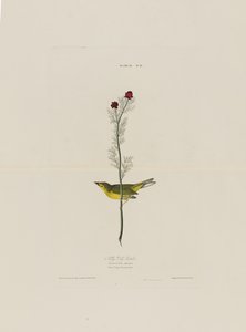Birds of America