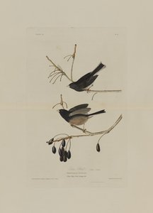 Robert Havell (1793-1878) tarafından oyulmuş Amerika Kuşları